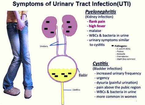urinary tract infection uti cystitis homeopathic treatment