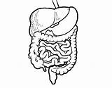 Coloring Tract Gastrointestinal Human Coloringcrew Colorear Body sketch template