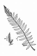 Fern Ferns Acrostichoides Polystichum sketch template