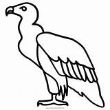 Condor Buitre Vulture Scavenger Vultures Outlines Pinclipart Ultracoloringpages Realistic Nacho Bocetos Coloringbay Clipartmag Getdrawings Jisun sketch template