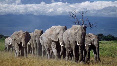 wildtiere elefanten wildtiere natur planet wissen