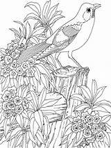 Blackbird Coloring Pages Birds sketch template