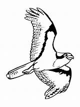 Osprey Coloring Pages Soaring Flying Online Color sketch template