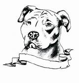 Pitbull Coloring Bulls Sketch Pitbulls Stencils Disegni Golfian Chien Cani Tatuaggi Ouvrir Publicada sketch template