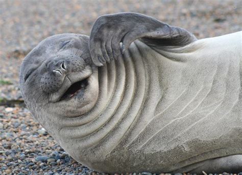 Because I M Happy 13 Pictures Of Smiling Seals Viewkick