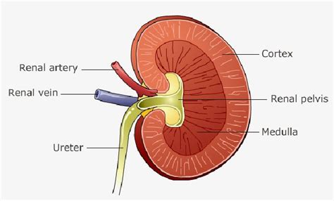 structure   kidney  nephron biology notes  igcse