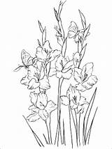 Coloring Pages Gladiolus Print Flower sketch template