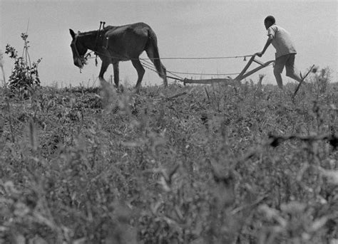 mule drawn plow     spring plowing   farm  rural alabama   pictures
