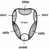 Buds Anatomy Senses Tongue Clipground sketch template