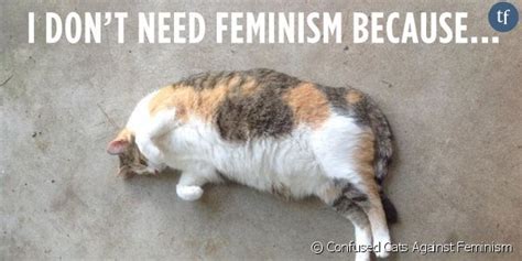 Confused Cats Against Feminism Quand Les Chats Ridiculisent Les Anti