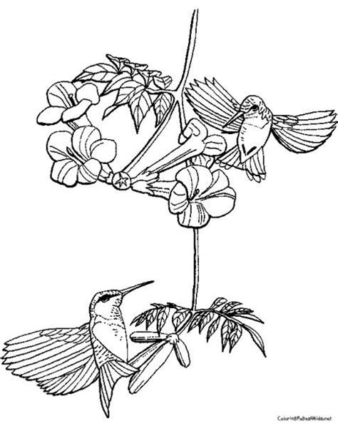 hummingbird coloring pages flower coloring pages bird coloring pages