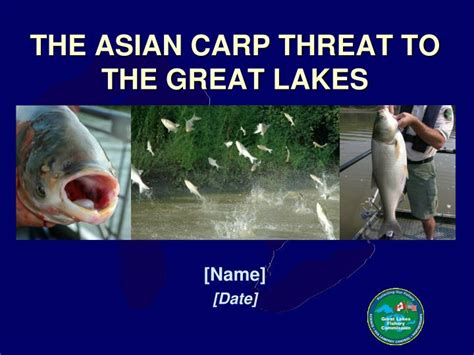 Ppt The Asian Carp Threat To The Great Lakes Powerpoint Presentation