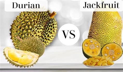 durian  jackfruit illustrative guide  differences similarities fruitinformationcom