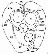 Coronary Artery Anatomy Arteries Normal Anomalies Cardiac Valve Aortic Pulmonary Background sketch template