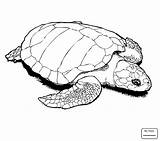 Turtle Loggerhead Drawing Getdrawings sketch template
