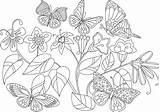 Kolorowanki Kwiaty Kolorowanka Druku Motyle Kwiatki Motylki Drukowania Księżniczka Planetadziecka sketch template