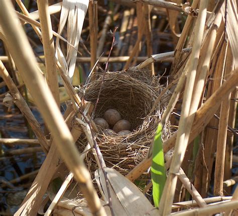 bird nest psychology wiki fandom powered by wikia