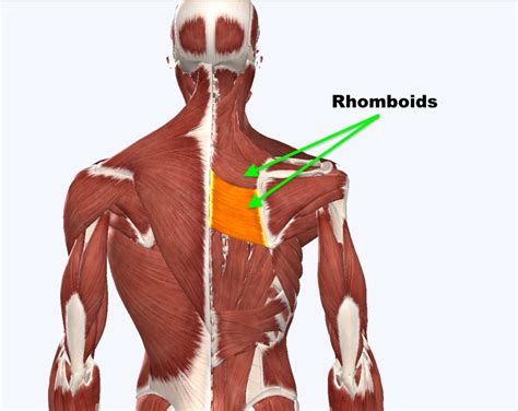 rhomboids squat university