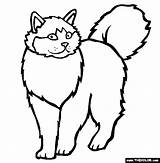 Cat Coloring Pages Ragdoll Color Cats Clipart Breed Himalayan Thecolor Designlooter Drawings Library 565px 07kb sketch template