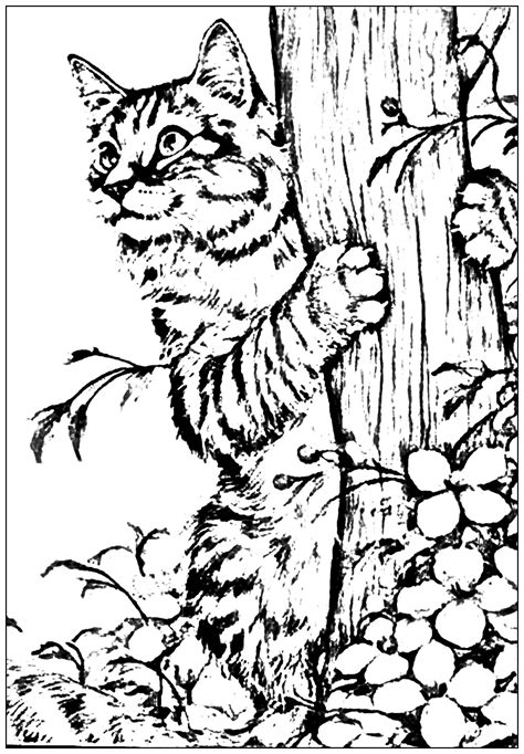 kittens playing coloring pages