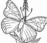 Butterfly Coloring 5a Coloringcrew sketch template