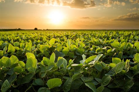 enlist  soybeans officially launches      agdaily