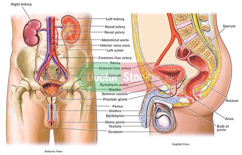 male reproductive system doctor stock