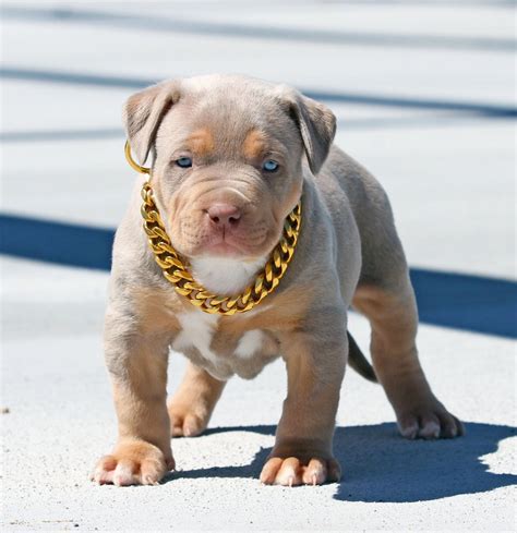 gold pinch chain elegant stylish dog collar cuban link choke design