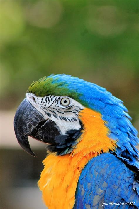 photographe animalier  de nature perroquet ara
