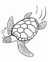 Turtle Sea Coloring Outline Pages Drawing Clipart Turtles Printable Draw Da Realistic Loggerhead Clipartbest Pattern Coloringcafe Print Tartaruga Easy Line sketch template