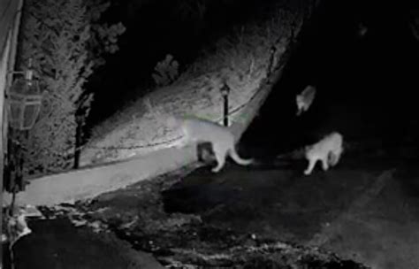 mountain lions filmed prowling streets  colorado town