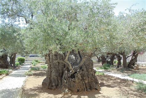 the palestinian olive tree and ahed tamimi palestine chronicle