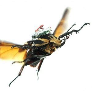 remote controlledflyingcyborgbeetlescouldreplacedrones remote beetle cyborg
