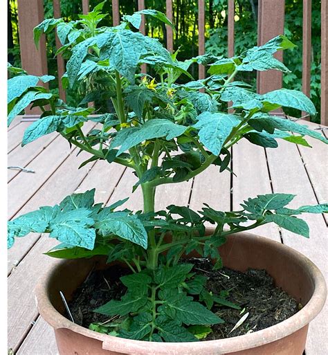 tomato plants  growing  pots
