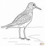 Sandpiper Coloring Pages Baird Drawing Designlooter 1kb 1200 sketch template