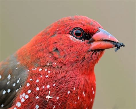 top  wild bird photographs   week  national geographic blog