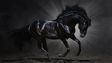 dark horse wallpaper     jpg  horse