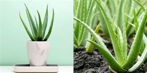 How To Grow And Care For Aloe Vera Plants Aloe Vera