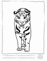 Coloring Tiger Pages Cute Baby Clipart Printable Tigers Library Color Popular Echos Food Collection sketch template