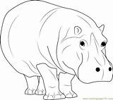 Hippopotamus Coloring Walking Pages Coloringpages101 Kids Color Print sketch template