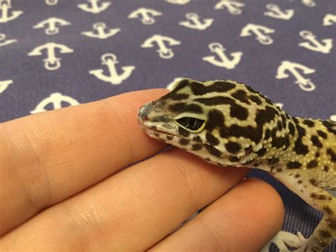 leopard gecko   dry skin   nose    bit   lip