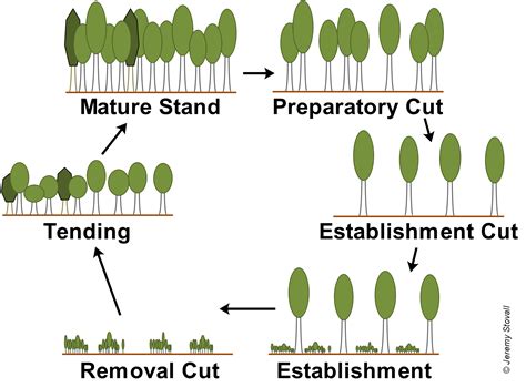 sfa silviculture  regeneration methods shelterwood