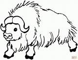 Yak Buffalo Bufalos Bufalo Yaks Supercoloring Wildes Ausmalbild Horoscopo Salvaje Kategorien Buey sketch template