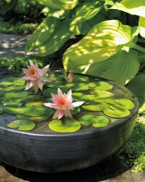lovely idea  grow water lilies backyards click
