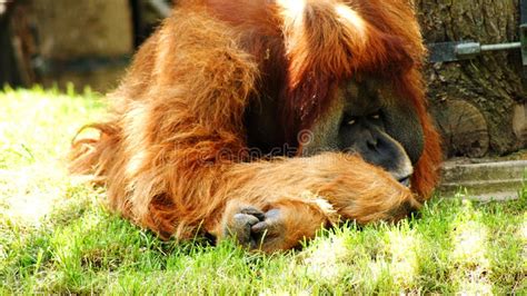 orangutans stock photo image  utans asia baby orangutans