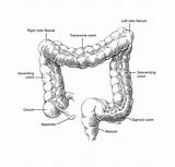 Drawing Intestine Large Paintingvalley sketch template