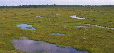 difference   marsh swamp bog  fen ponder weasel
