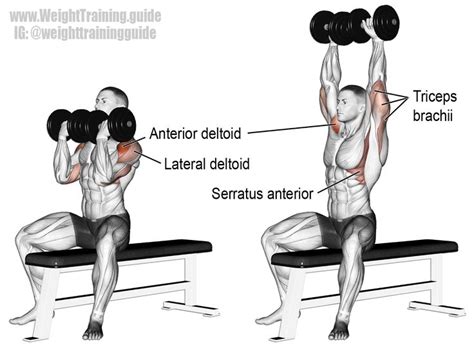 arnold press exercise instructions  video weight training guide