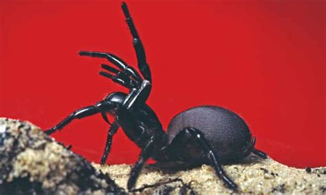 You Call That A Deadly Spider Australia S Funnel Web Can Kill In 15