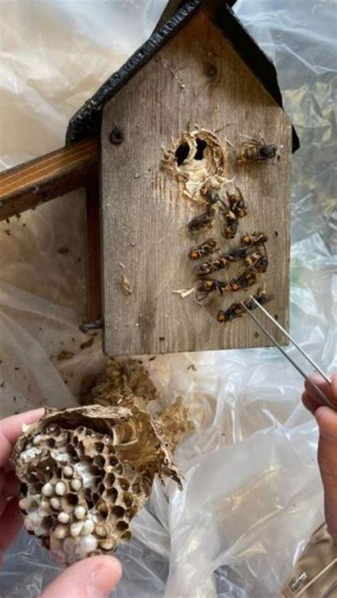 Asian Hornet Nest Found In Bird Box Bbc News